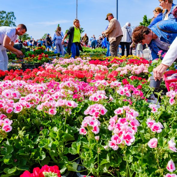 Ľuboš Beňa Fotografovanie Kvetinové dni 2024 v Kátove